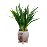 Морамский цветок Helan Flower High -End Plating Pot Flower Room Decaute Bonsai сильные саженцы орхидеи ладан