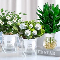 [Ароматная комбинация] Guanyin Bamboo (зимнее дыни)+Gardenia Flower+Jiulixiang Delivery Plution