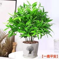 10 кусочков бамбука и кипариса, отпугивающих комаров + горшок Илу Пинъань [Горшечные растения лучше приносить без посадки] Бесплатное удобрение + керамзит