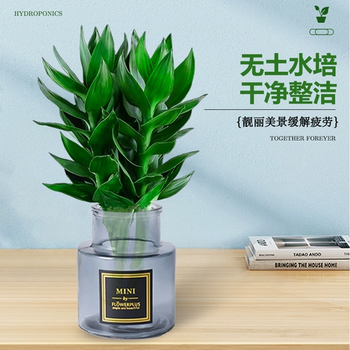 Гуаньян бамбук богатый бамбуковый гидравлический растение с корневыми цветами