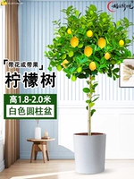 Лимонное дерево высотой около 1,9-2,1 метра в белом цилиндрическом горшке. Коричневый шелк на поверхности горшка + удобрение прилагаются.