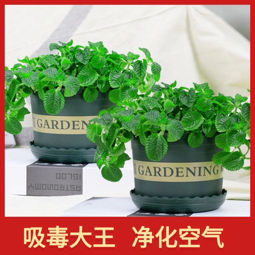 Лекарственная травяная травяная горшка в внутреннем растении Новые дома зеленые растения, чтобы прокормить четыре сезона висящей орхидеи гостиной гостиной цветочный монета репеллент