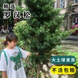 Лохан сосна сосновая пара язык Язык Язык Большой Дерево двор виллы балконы растения могут быть в форме горшка бонсай Добро пожаловать в сосне зеленые растения