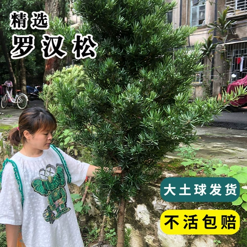 Лохан сосна сосновая пара язык Язык Язык Большой Дерево двор виллы балконы растения могут быть в форме горшка бонсай Добро пожаловать в сосне зеленые растения