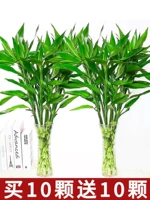 Питательный раствор, 65-75см, 10 шт