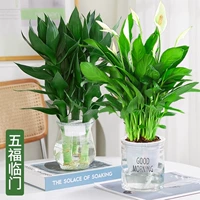 [Geely Group] Guanyin Bamboo (зимнее дыни)+гладкое парусное спорт (утренний горшок) Отправить раствор для питания