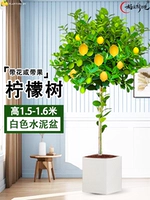 Лимонное дерево 1,5-1,6 метра (белый квадратный цементный горшок) поставляется с коричневой шелковой поверхностью + удобрение.