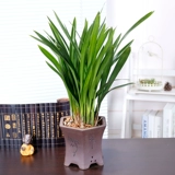 Морамский цветок Helan Flower High -End Plating Pot Flower Room Decaute Bonsai сильные саженцы орхидеи ладан