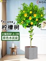 [Большая фруктовая корона] Квадратный цементный горшок основного цвета около 1,6-2 метра со свободной коричневой шелковой поверхностью + удобрение