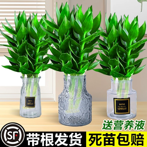 Гуаньян бамбук богатый бамбуковый гидравлический растение с корневыми цветами