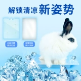 Хомяки лето во время летнего тепло охлаждения поставляют кроличьи голландские свиньи