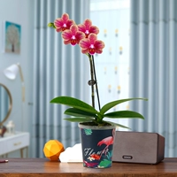 Phalaenopsis kingdee+Fire Bird Bot