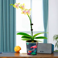 Phalaenopsis lanxiang Cloud+Fire Bird Bot