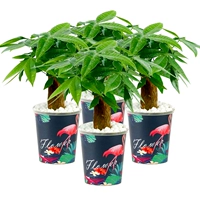 Firebird Basin Tree Tree 4 Pot