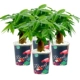 Firebird Basin Tree Tree 4 Pot