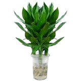 Гидропонная растение горшечная комната в крылох