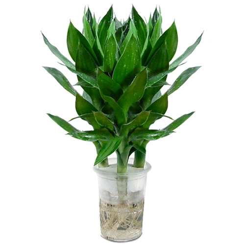 Гидропонная растение горшечная комната в крылох