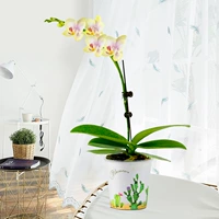 Phalaenopsis lanxiangyun+Fairy Palm Basin