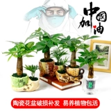 Дерево удачи Гидропонный зеленый цветок офис на рабочем столе