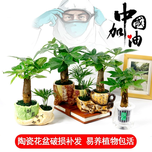 Дерево удачи Гидропонный зеленый цветок офис на рабочем столе