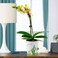 Phalaenopsis Apple+кактус