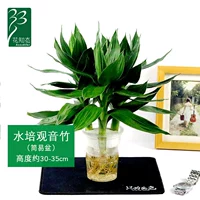 Гидропонный гуньян бамбук 1 горшок (3 заполнен)