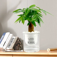 Дерево удачи (хороший прозрачный горшок)