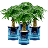 Доброе утро голубые горшки 4 горшок