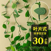 Green radish climbing wall fixing artifact seamless household buckle climbing indoor vine plant wall auxiliary hook fixing clip