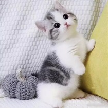 Purebred American Shorthair kittens living tabby cats short-footed cats kittens live pets American Shorthair cats and white cheese cats