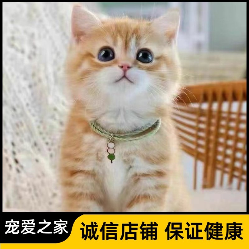🐱 宠物界新宠：中华田园猫狸花猫幼崽橘猫幼猫黑白奶牛猫活体白猫黑猫
