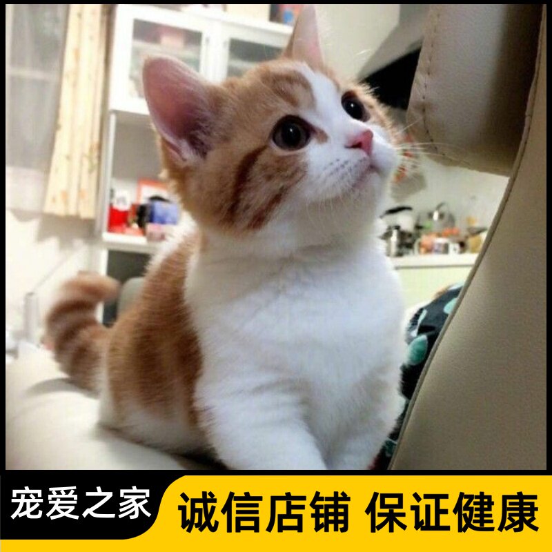 花猫 🐱 宠物界新宠：中华田园猫狸花猫幼崽橘猫幼猫黑白奶牛猫活体白猫黑猫