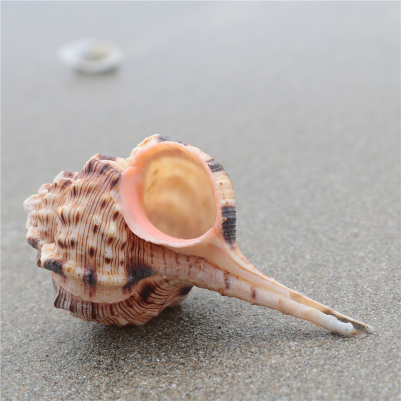 (Snail Art) Natural marine snail shells Tobacco Snail Fish Tank Building Terrace Furnishing Photographic Props Specimen Collection