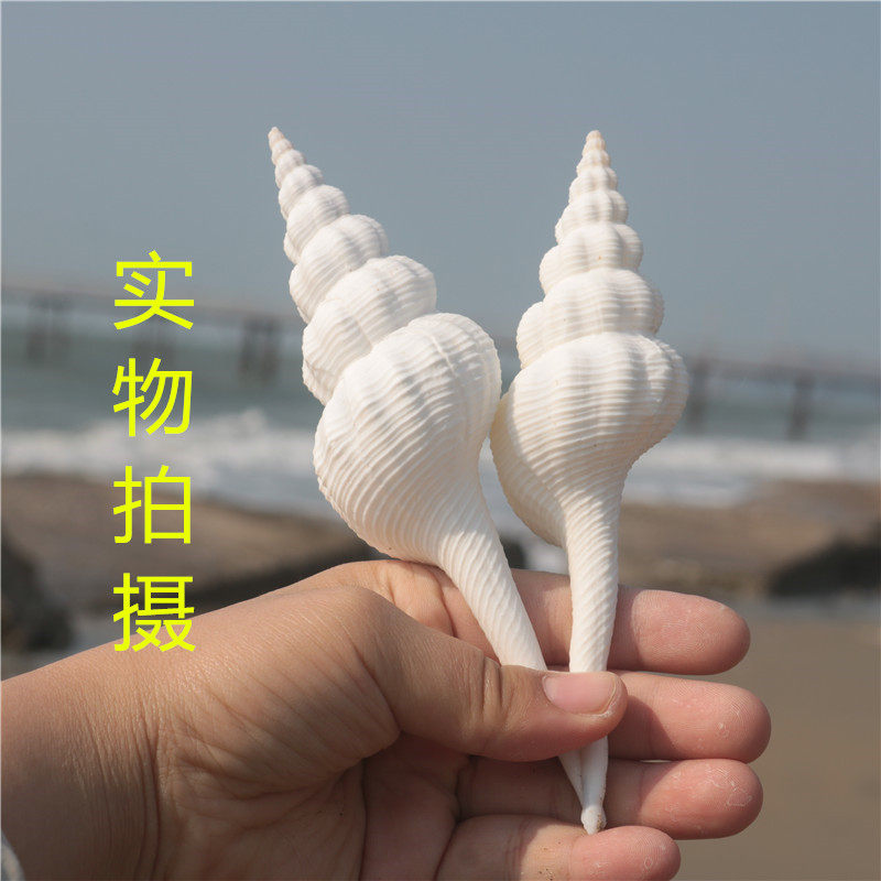 Natural conch shell white spiral fish tank aquarium landscaping shooting props decoration Mediterranean decoration full