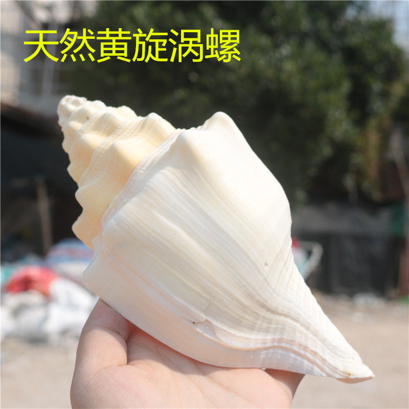 Blow screw natural conch shell yellow vortex snail collection blow screw ornaments fish tank aquarium decoration