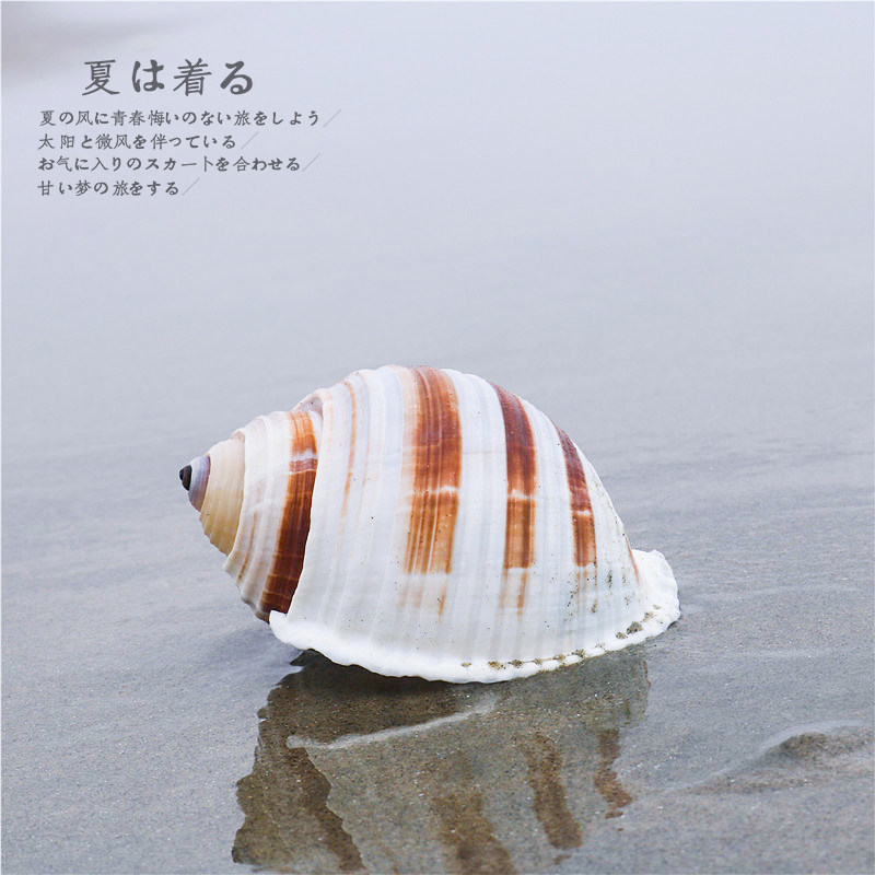 (Snail art)Natural shell Sea snail piano snail roll shell fish breeding shell fleshy flower pot fish tank decoration