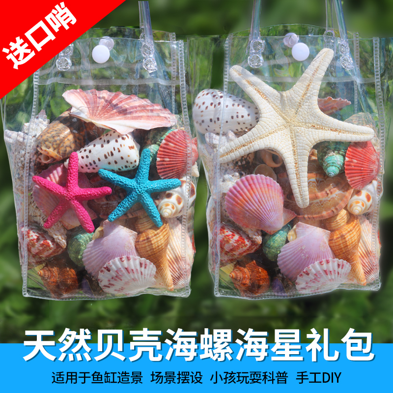 天然貝殻 巻き貝 装飾品 ヒトデ 貝 水槽 水槽床 造園 子供用 おもちゃ ギフト 送料無料