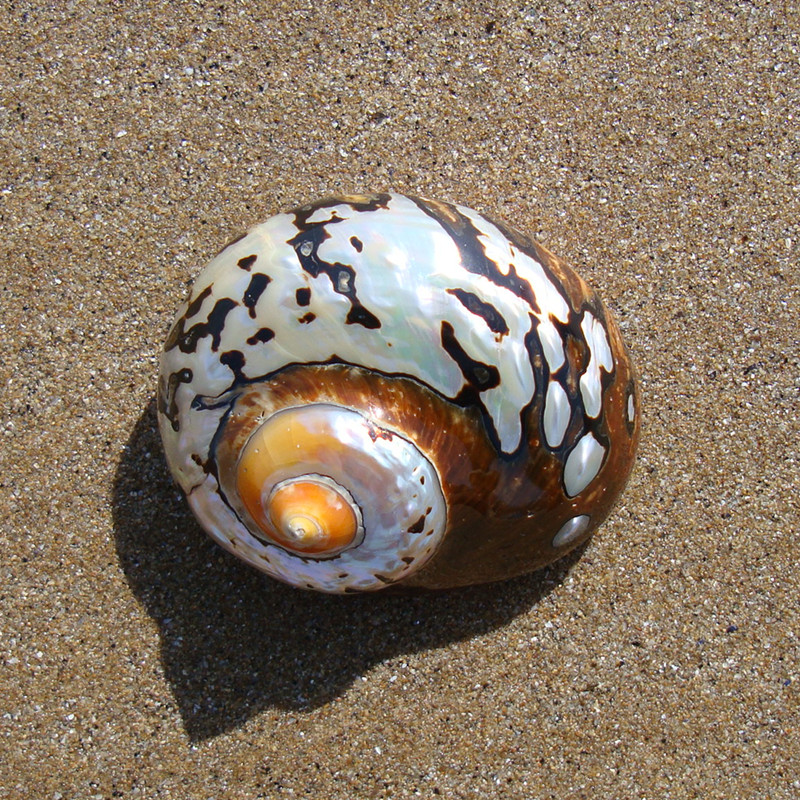 South African salinu 8cm natural shell seanut home office for scarce ocean specimen collection
