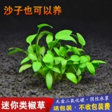 Аквариумный аквариум, ландшафтный дизайн, водные растения, негативный передний план, перечная трава, мини, взъерошенная перечная трава, зеленая, Венди, перечная трава, бесплатная доставка