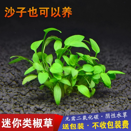 Аквариумный аквариум, ландшафтный дизайн, водные растения, негативный передний план, перечная трава, мини, взъерошенная перечная трава, зеленая, Венди, перечная трава, бесплатная доставка