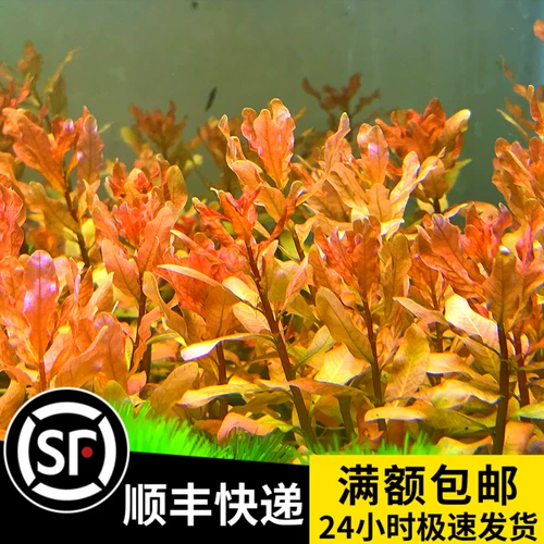 Озеленение аквариума, водные растения, фоновая трава, леопардовая сирень, красная фоновая трава без углекислого газа