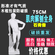 Muscle planing whole body plaster like art sketching crafts studio statue sculpture student painting model ornaments