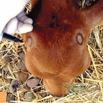 Bull With Livestock Bronzer Calf Electric branded calf to corner instrumental Corner Instrumental Lamb Ceramic Calf Bronzer Calf Bronzer Calf