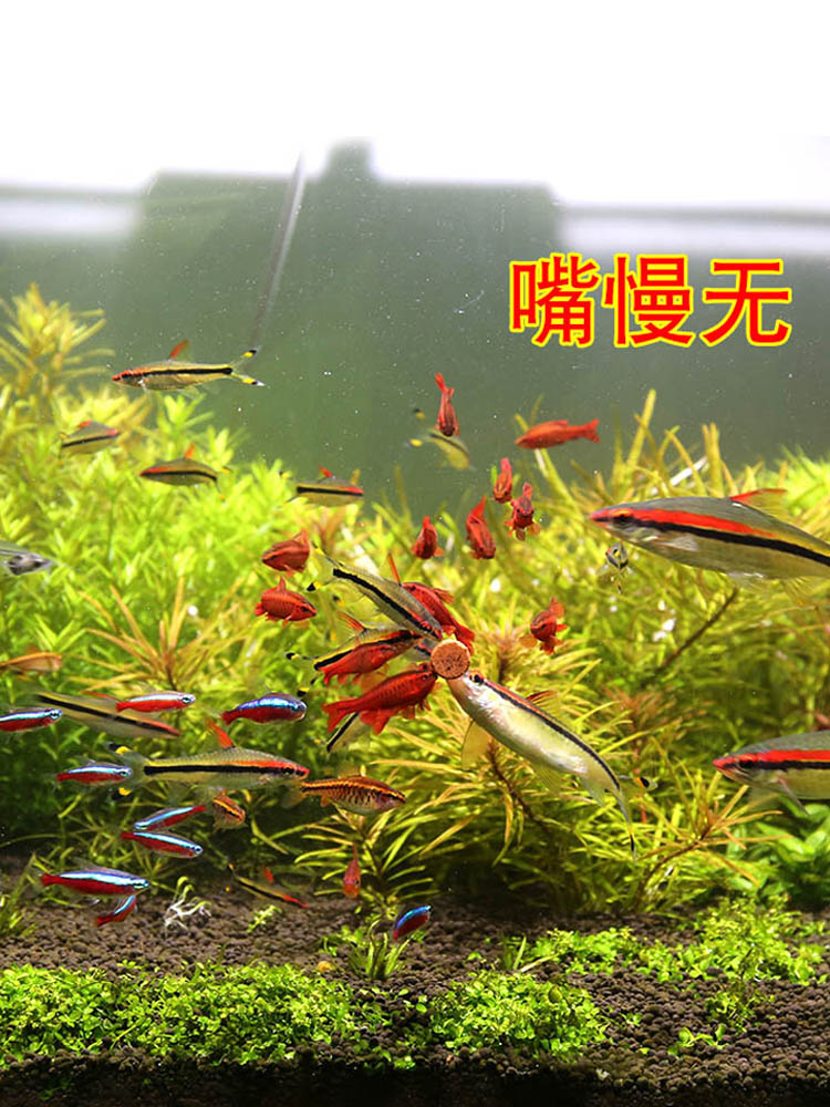 Baiyinmei patch fish food small sunken bottom fish food sticker feed peacock ornamental lamp family fighting fish tropical fish common
