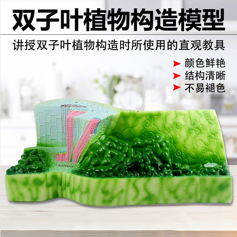 叶构造模型蚕豆表皮细胞栅栏海绵组单子叶双子叶植物细胞模型植物茎构造纵横切面细胞组织生物实验教学模型