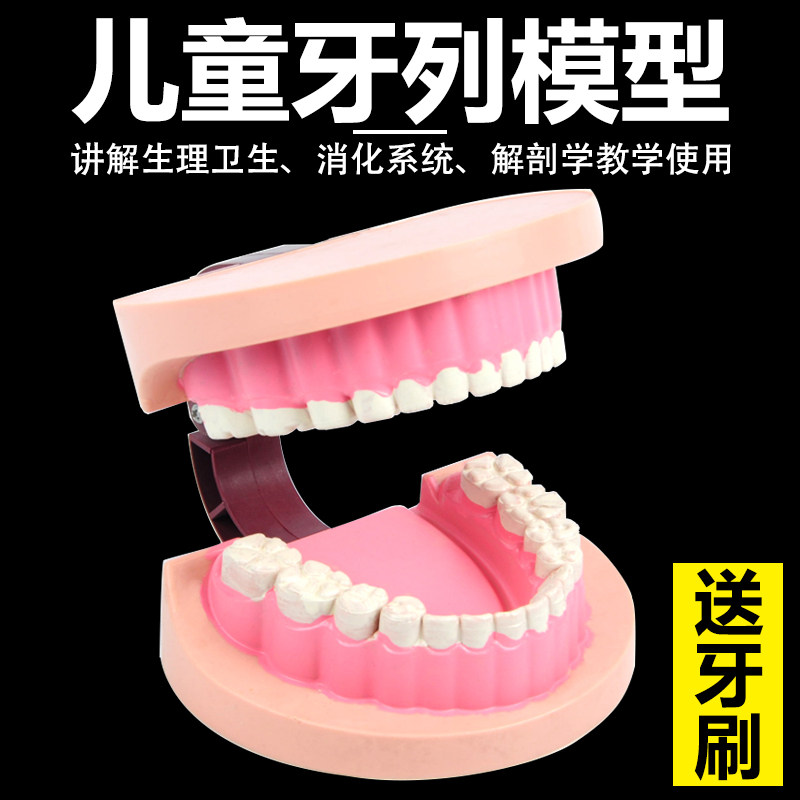儿童牙列模型口腔模型牙齿模型幼儿园早教教具口腔医学护理刷牙指导儿童牙科牙保健模型大号教学仪器