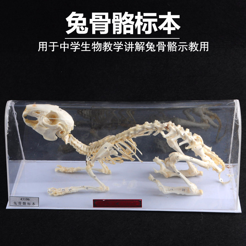 43106兔子骨骼模型 兔骨骼标本模型 初高中生物标本教具 教学仪器 实验器材