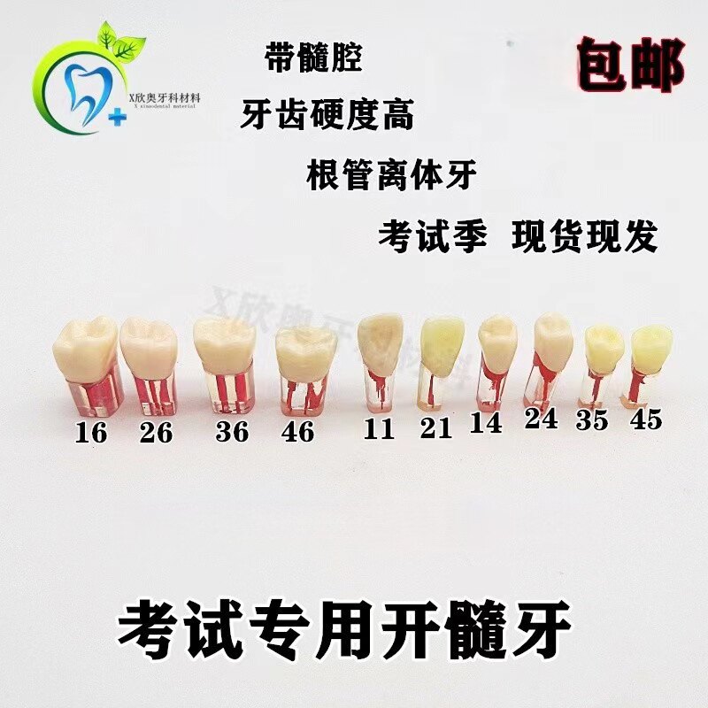 牙科考试用开髓牙带髓腔根管离体牙牙窝洞制备根充牙粒模型根管牙