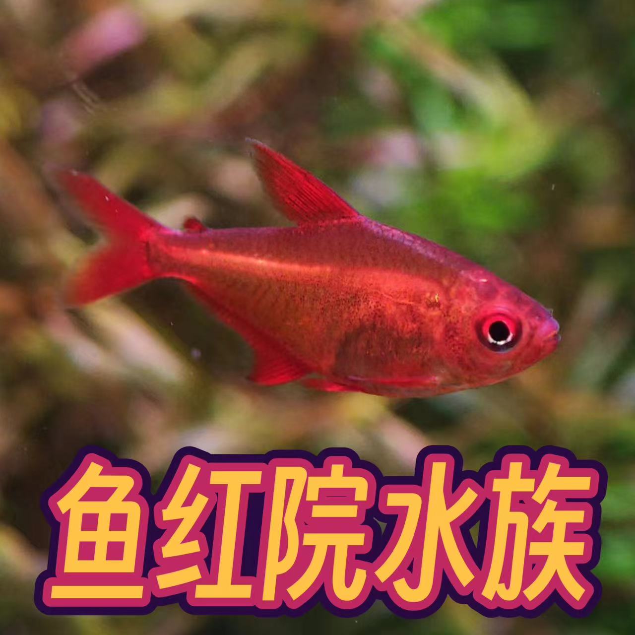 鱼红院水族的LOGO