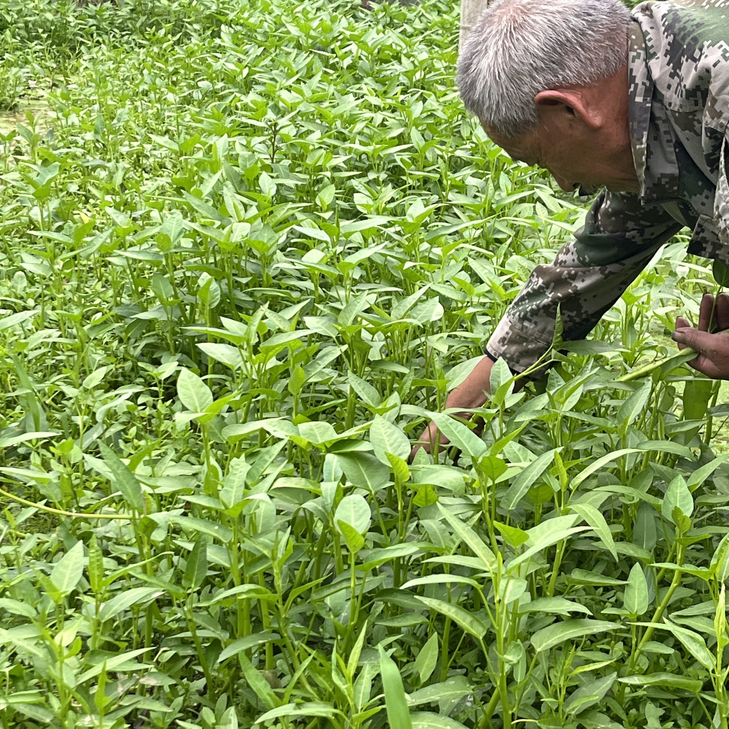江西赣南空心菜新鲜现摘!通心菜藤菜怎么选才够脆嫩?-叶菜类-淘宝百科网
